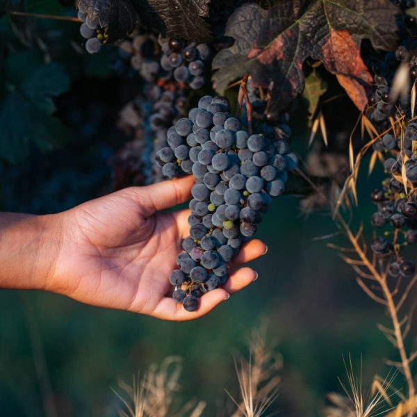 Le restaurant - L'auberge Terre Du Mistral - Auberge Rousset - Auberge Aix-en-Provence